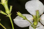 White meadowbeauty